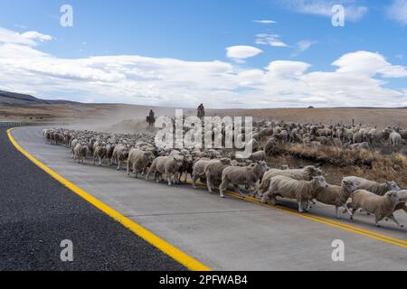 Patagonien, Chile - 6. Februar 2023: Zwei Schäfer reiten zu Pferd und fahren eine Herde Schafe zurück zur Farm auf der Straße, die die Atacama-Wüste durchquert Stockfoto