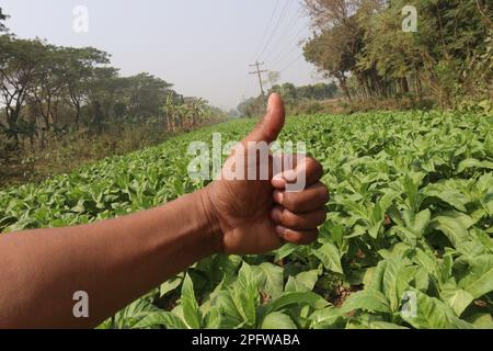 Grüne Tabakfarm mit Fingerzeichen Stockfoto