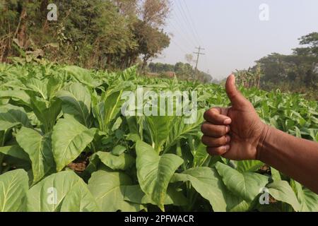 Grüne Tabakfarm mit Fingerzeichen Stockfoto