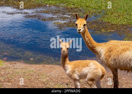 Ein Vikuna mit einem Baby am Rand des Wassers starrt beide direkt in die Kamera in der Nähe von San Pedro de Atacama, Chile. Stockfoto