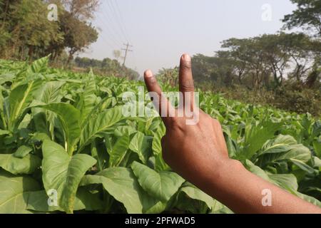 Grüne Tabakfarm mit Fingerzeichen Stockfoto