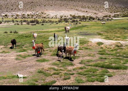 Gruppe der dekorierten Llamasa (Lama glama) mit verschiedenen Größen und Farben auf der Wiese in Altiplano, Bolivien. Stockfoto