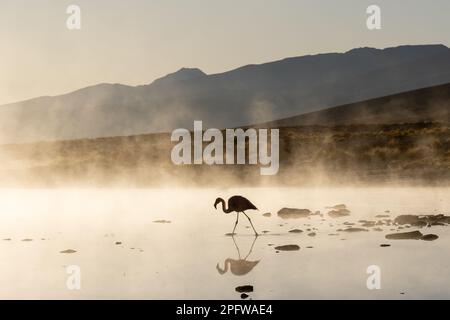 Ein Flamingo im flachen Wasser mit Bergen und Morgennebel im Hintergrund an den heißen Quellen von Termas de Polques, Boliva. Stockfoto