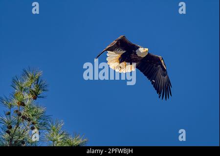 Ein reifer Weißkopfadler fliegt von einem Baum in der Nähe des Tenn-Tom Flusses in Mississippi. Stockfoto