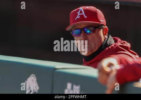 18. März 2023: Razorback Head Coach Dave Van Horn blickt auf seinen Schläger an Deck von der Ausgrabung. Arkansas besiegte Auburn 9-3 in Fayetteville, AR, Richey Miller/CSM Stockfoto