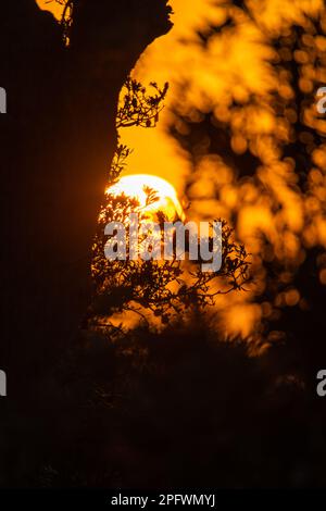 Sonnenaufgang zwischen Bäumen und Sträuchern an der Bateau Bay an der Zentralküste von NSW, Australien Stockfoto