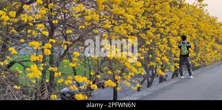 Dalin Chenjingliao, Chiayi - März 10 2023 : Suzuki chinensis ist überall in voller Blüte, Chiayi, Taiwan Stockfoto