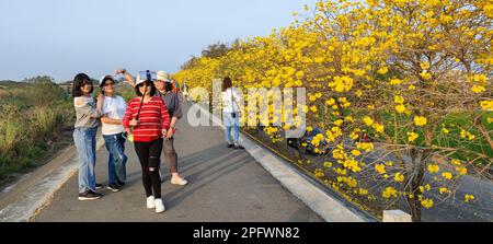 Dalin Chenjingliao, Chiayi - März 10 2023 : Suzuki chinensis ist überall in voller Blüte, Chiayi, Taiwan Stockfoto