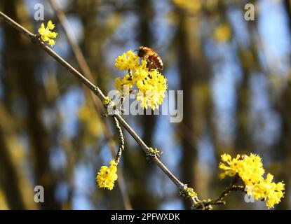 Berlin, Deutschland. 18. März 2023. Am 18. März 2023 sammelt eine Biene Nektar von einer Blüte im Britzer Garten in Berlin. Kredit: Ren Pengfei/Xinhua/Alamy Live News Stockfoto