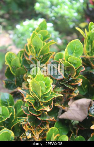 Wunderschöne Euonymus japonicus-Blätter (grüne Spindel oder japanische Spindel) mit unscharfem Hintergrund Stockfoto