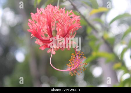 Hängende Worawari oder hängender Hibiskus (Hibiscus schizopetalus) mit unscharfem Hintergrund Stockfoto