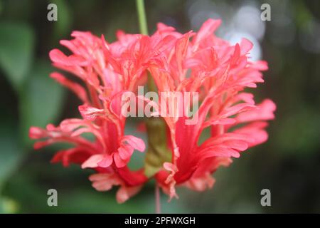 Hängende Worawari oder hängender Hibiskus (Hibiscus schizopetalus) mit unscharfem Hintergrund Stockfoto