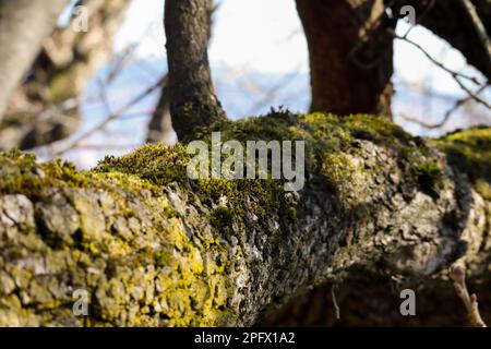 Der alte Baumstamm ist mit Moos bedeckt Stockfoto