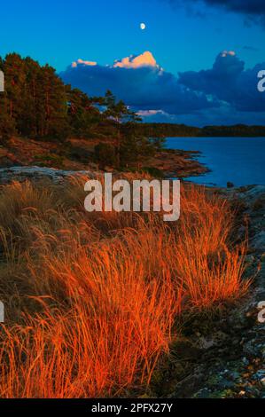 Aufgehender Mond am Abendhimmel und warmes Abendlicht auf grasbewachsenen Feldern und Wäldern auf der Insel Bratholmen im See Vansjø, Østfold, Norwegen. Stockfoto