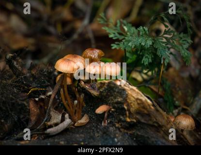 Pilze, die auf gefallenen Baumstämmen im Wald wachsen. Rotorua. Neuseeland. Stockfoto