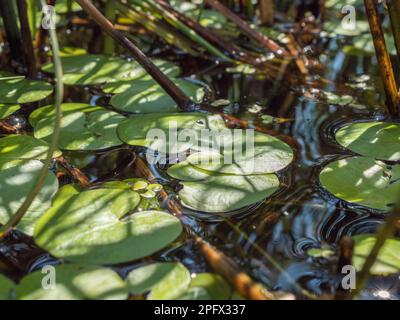 Frogbit Wasserpflanze schwimmende Blätter Stockfoto