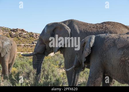 Afrikanischer Elefant auf einer Safari, Aquila Private Game Reserve, Südafrika Stockfoto