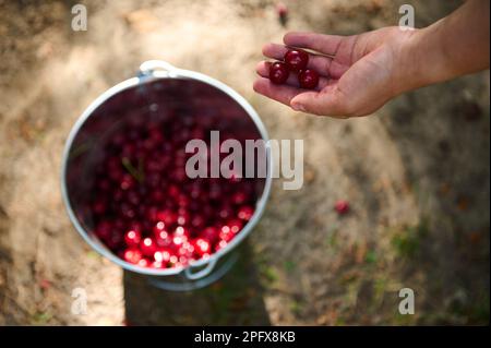 Blick von oben auf die Hand, wie sie geerntete Kirschen in einen Metalleimer mit frischer Ernte reifer Bio-Kirschbeeren wirft Stockfoto