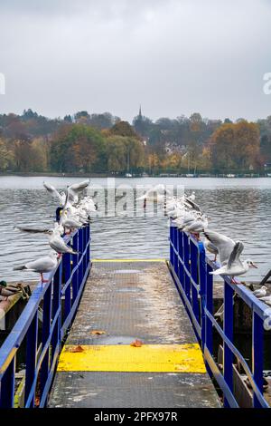 Möwen, die auf einem Steg sitzen Stockfoto