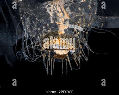 Seidenwurmhaut, Larvenhaut, Bombyx Mori, Fussdetails Stockfoto