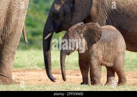 Afrikanische Buschelefanten (Loxodonta africana), männlicher Baby-Elefant in der Herde am Wasserloch, Addo Elephant-Nationalpark, Ostkap, Südafrika, Stockfoto