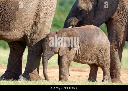 Afrikanische Buschelefanten (Loxodonta africana), männlicher Baby-Elefant in der Herde, Futtersuche am Wasserloch, Addo Elephant NP, Ostkap, Südafrika, Stockfoto