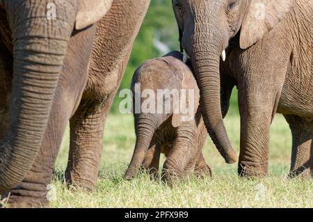 Afrikanische Buschelefanten (Loxodonta africana), männliches Baby mit jungen Menschen, die unter der Herde wandeln, Zuneigung, Addo NP, Ostkap, Südafrika, Stockfoto