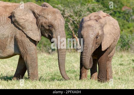 Afrikanische Buschelefanten (Loxodonta africana), Erwachsener mit junger Fütterung von Gras, Addo Elephant National Park, Ostkap, Südafrika, Afrika Stockfoto