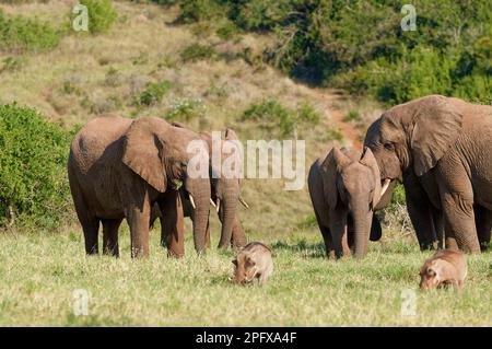 Afrikanische Buschelefanten (Loxodonta africana), Herde mit jungen Füttern von Gras, zwei gemeine Warzenschweine vorne, Addo-Elefanten-Nationalpark, Stockfoto