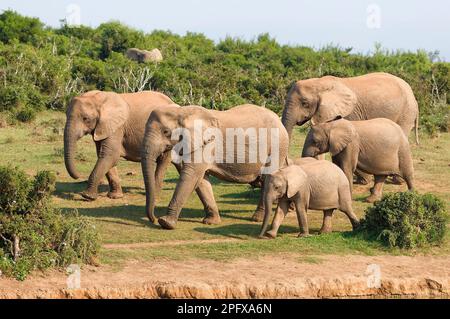 Afrikanische Buschelefanten (Loxodonta africana), Herde, die in Richtung Wasserloch läuft, Addo Elephant National Park, Ostkap, Südafrika, Afrika Stockfoto