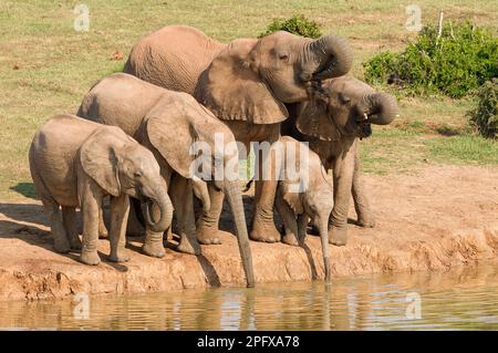 Afrikanische Buschelefanten (Loxodonta africana), Herde mit zwei Baby-Elefanten, die am Wasserloch trinken, Addo Elephant National Park, Ostkap, Südafrika Stockfoto