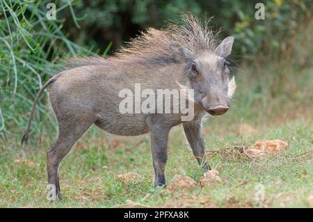 Gemeines Warzenschwein (Phacochoerus africanus), Jungtier im Grasland, Ausblick, Addo Elephant National Park, Ostkap, Südafrika, Afrika Stockfoto