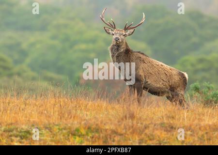 Rotwild-Hirsch-Alarm und Blick nach vorne im Herbst mit goldenen Gräsern, Strathconon Estate, Scottish Highlands. Wissenschaftlicher Name: Cervus elaphus. Verschwommen Stockfoto