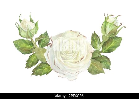 Uber die semikirkuläre Zusammensetzung von weissen Rosen und Knospen mit Blättern. Aquarelldarstellung. Isoliert auf weißem Hintergrund. Für die Gestaltung von Geschirr, Begrüßung Stockfoto