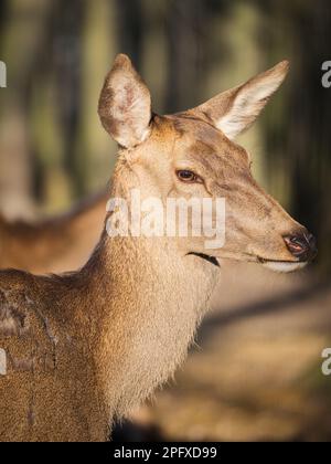 Seitliches Porträt einer Hirschweiblichkeit in warmem natürlichem Licht, mit weichem braunem Fell, großen Ohren und ruhigem Ausdruck der Wildtiere vor einem verschwommenen Holzbalken Stockfoto