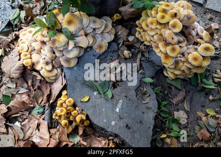 In der Stadt wachsen Pilze am Rande der Wege. Die Pilzsaison hat im Herbst begonnen . Nahaufnahme Stockfoto