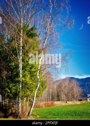 DE - BAYERN: Frühling im Loisach Moor in Bichl, Oberbayern Stockfoto