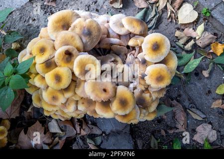 In der Stadt wachsen Pilze am Rande der Wege. Die Pilzsaison hat im Herbst begonnen . Nahaufnahme Stockfoto