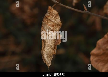 Braunes, getrocknetes Buchenblatt auf einem Buchenbaum im Wald Stockfoto