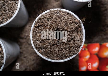 Zubereiteter Becher mit Erde und ein Loch in der Mitte zur Aussaat von Tomaten im Frühjahr Stockfoto