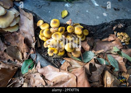 In der Stadt wachsen Pilze am Rande der Wege. Die Pilzsaison hat im Herbst begonnen . Nahaufnahme Stockfoto