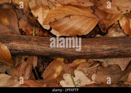 Herbsthintergrund mit braunen Blättern und Holz auf dem Waldboden Stockfoto