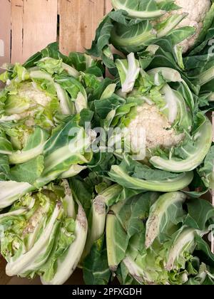 Blumenkohl. Blumenkohl ist eines von mehreren Gemüsesorten der Art Brassica oleracea der Gattung Brassica, die sich in den Brassicaceae (oder Mustar) befindet Stockfoto