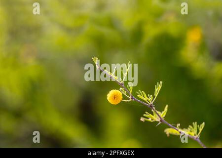 Gelbe Blüten eines blühenden Acacia Espinosa-Baumes, Nahaufnahme auf einem verschwommenen Hintergrund Stockfoto