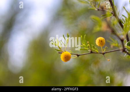 Gelbe Blüten eines blühenden Acacia Espinosa-Baumes, Nahaufnahme auf einem verschwommenen Hintergrund Stockfoto