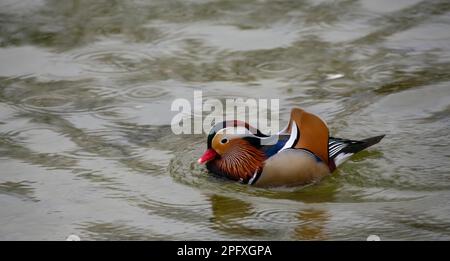 München, Deutschland. 19. März 2023. Regentropfen auf dem Nymphenburg-Palast-Kanal tun einer Mandarinente nichts. Das Wetter war nass und bewölkt am Wochenende. Kredit: Stefan Puchner/dpa/Alamy Live News Stockfoto