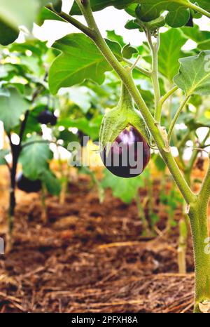 Aubergine auf einem Zweig in einem Gewächshaus, reife saftige Aubergine im Sonnenlicht auf einer Pflanze in einem Gewächshaus, selektiver Fokus, weicher Fokus, Nahaufnahme Stockfoto