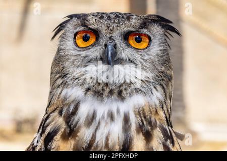 Detail des Gesichts einer eurasischen Adlereule, Bubo Bubo Stockfoto