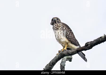 Rot-geschultert Habicht Stockfoto