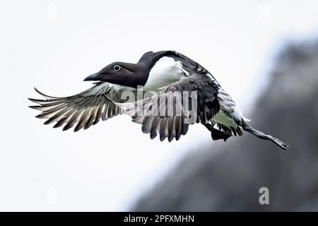 Gemeinsame guillemot im Flug Stockfoto